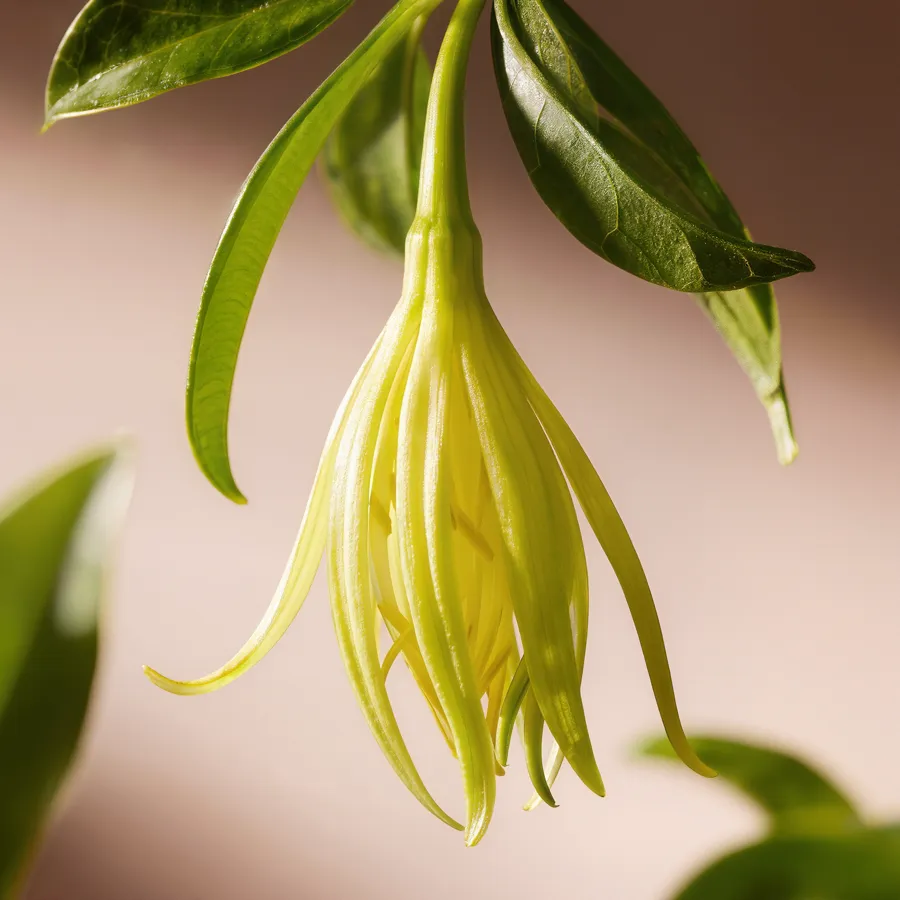 Ylang-ylang